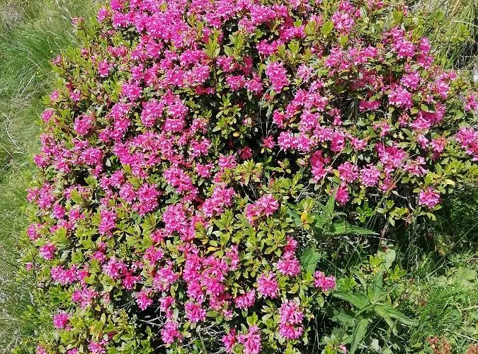 Haus Martina Apartamento *