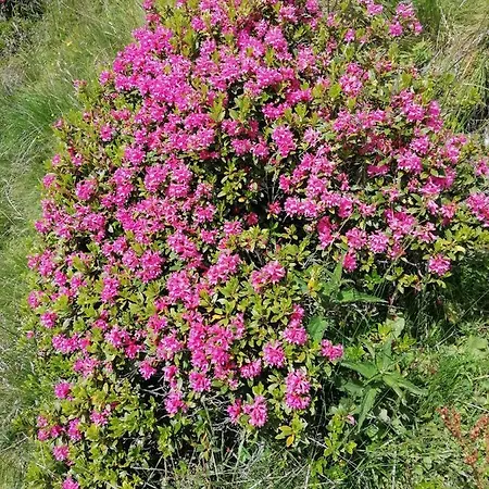 Haus Martina Lägenhet *